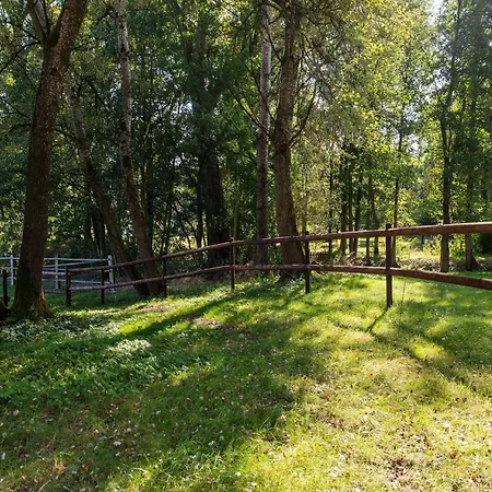 Ferienhaus On A Horse Farm In The L Neburg Heath *