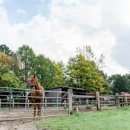 Blockhaeuser Auf Reiterhof In Eschede