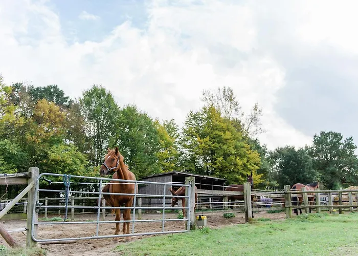 Blockhaeuser Auf Reiterhof In Eschede